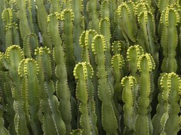 La_Palma_Lanzarote_2003-2004-018